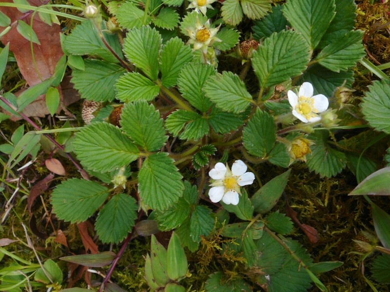 Fragaria nilgerrensis photo 6