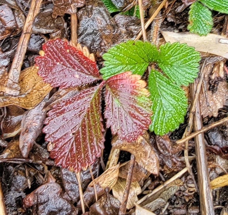 Fragaria nilgerrensis photo 7