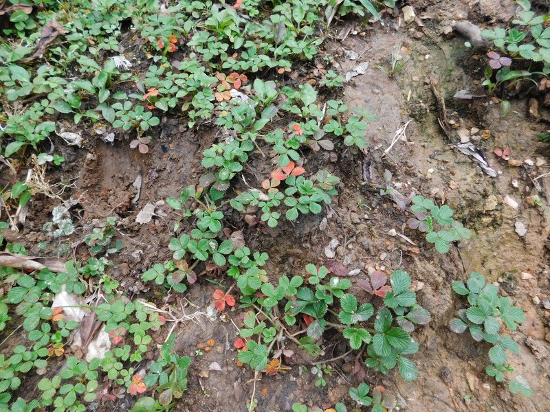 Fragaria nilgerrensis var. nilgerrensis