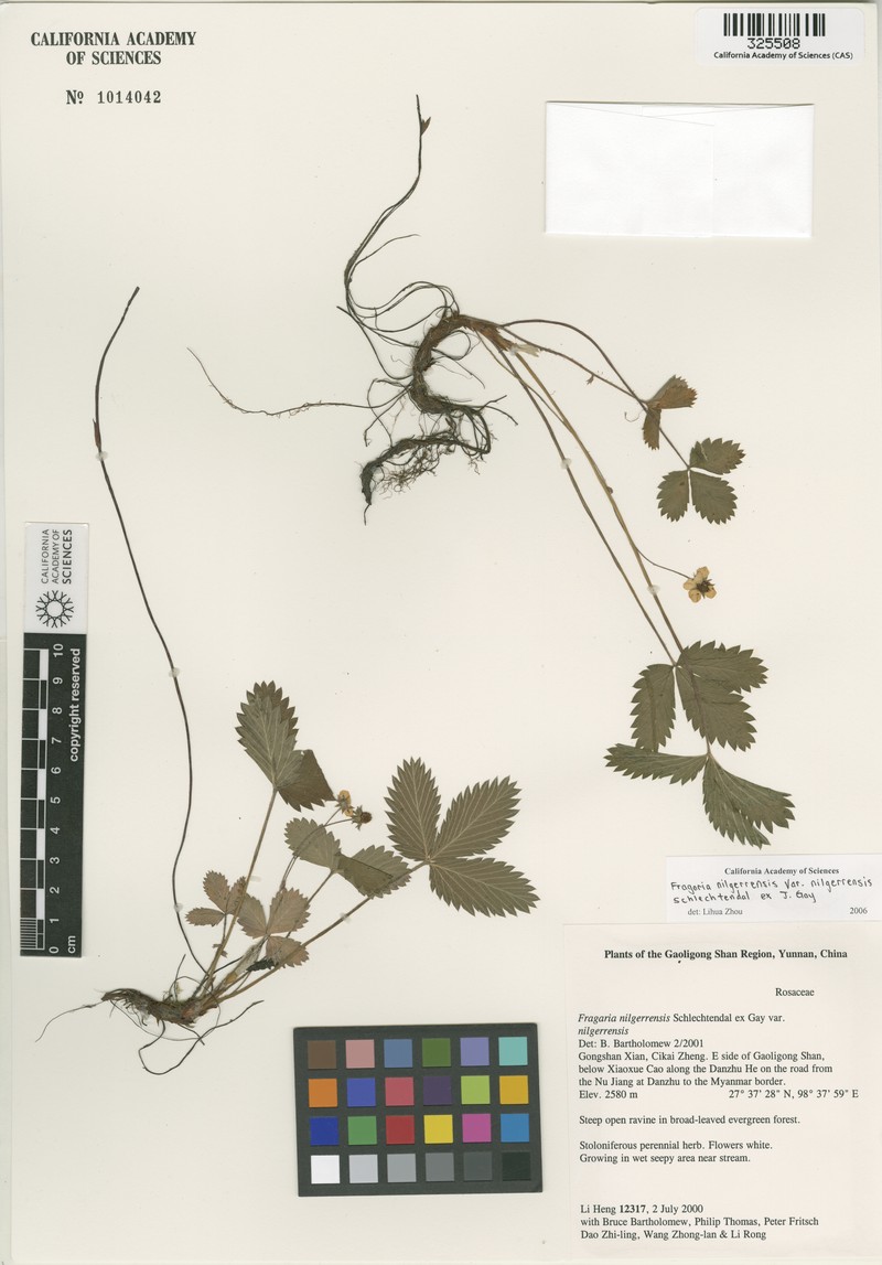 Fragaria nilgerrensis var. nilgerrensis photo 2