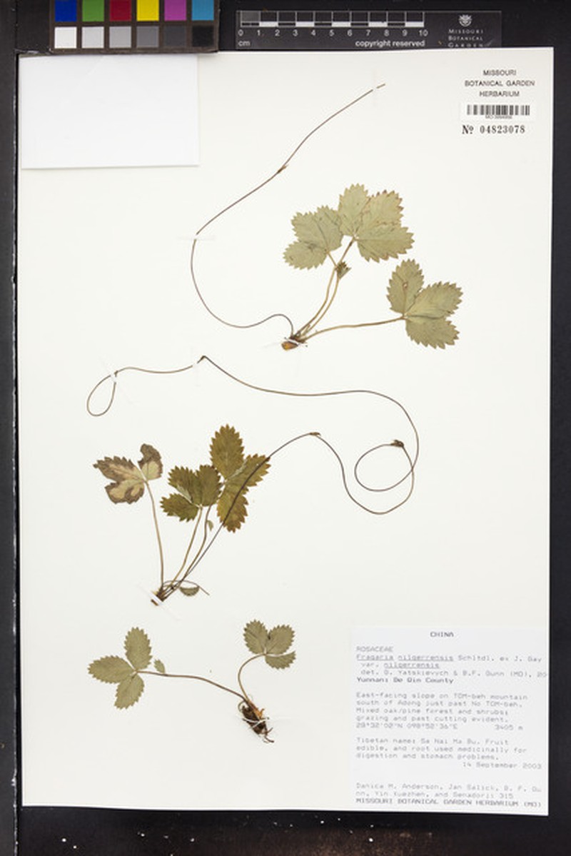 Fragaria nilgerrensis var. nilgerrensis photo 3