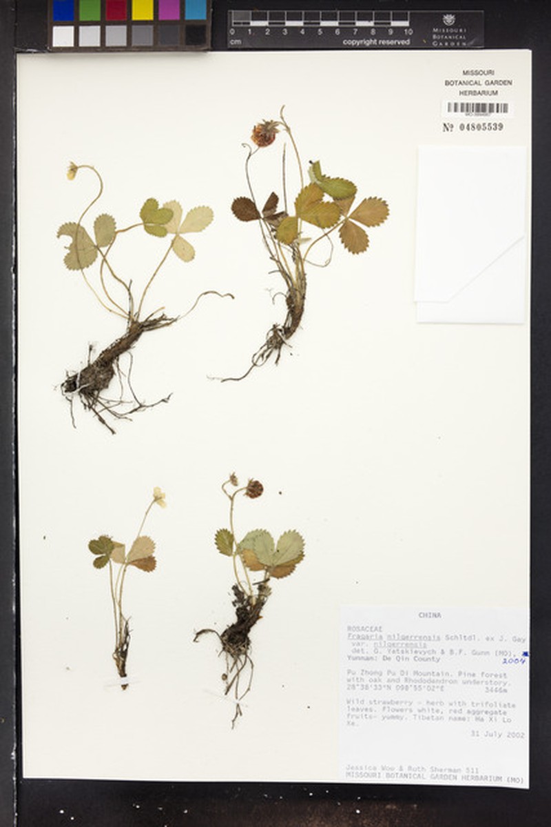 Fragaria nilgerrensis var. nilgerrensis photo 4