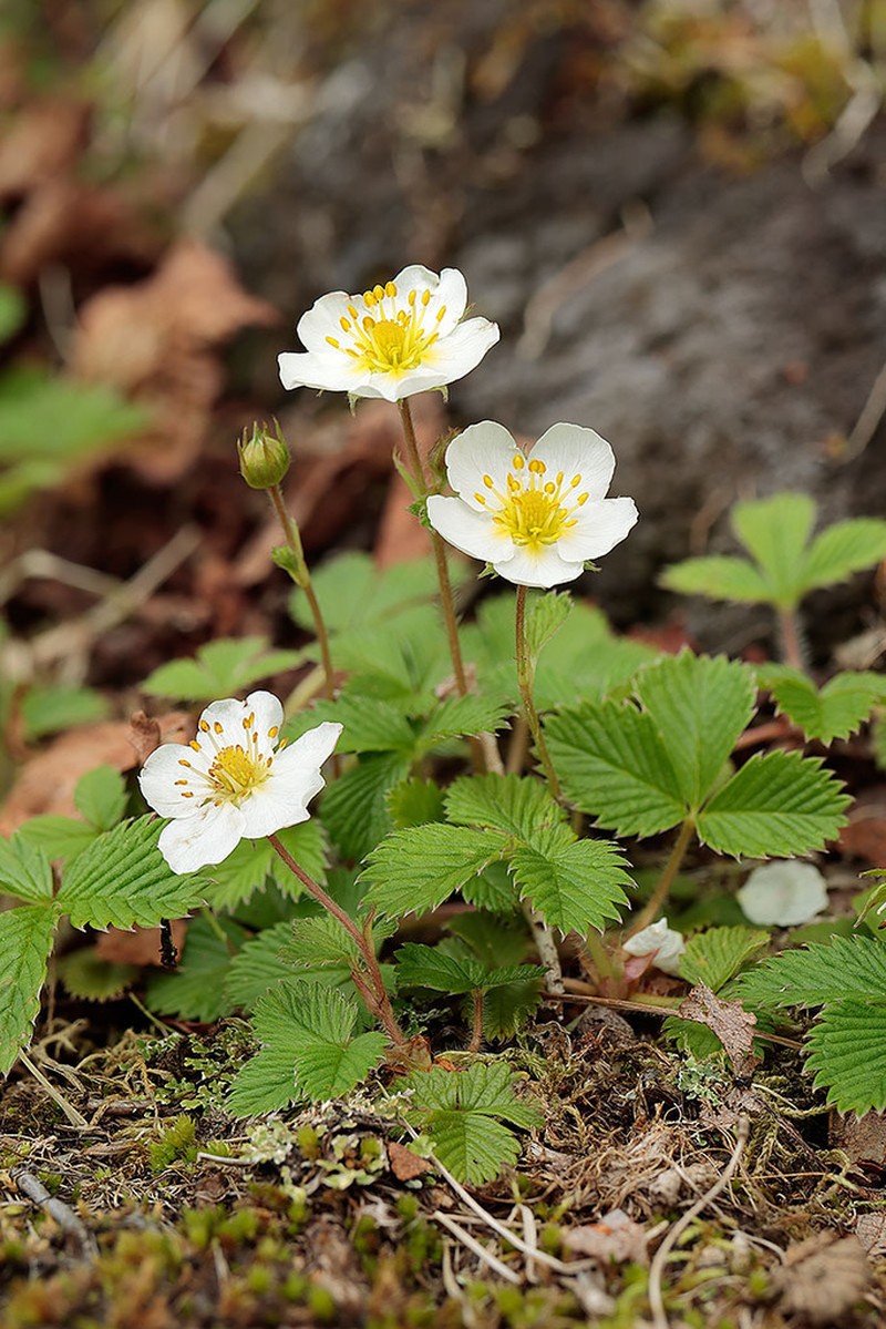 Fragaria nipponica photo 2