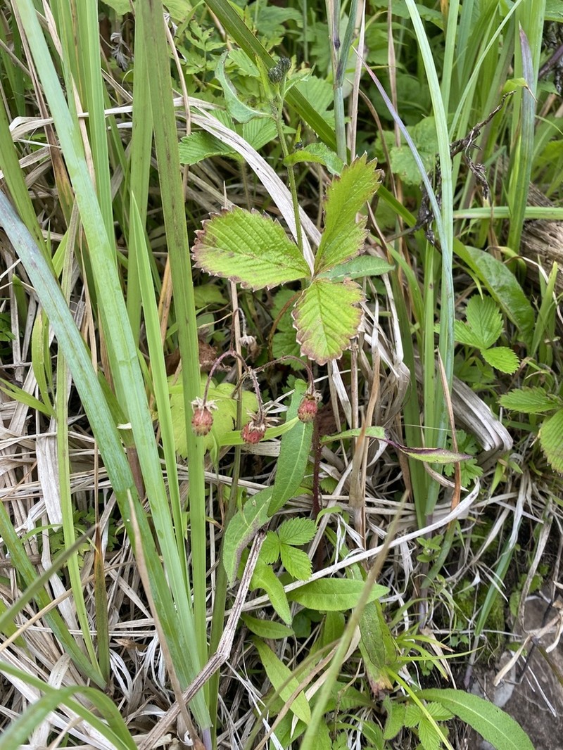 Fragaria nipponica photo 3