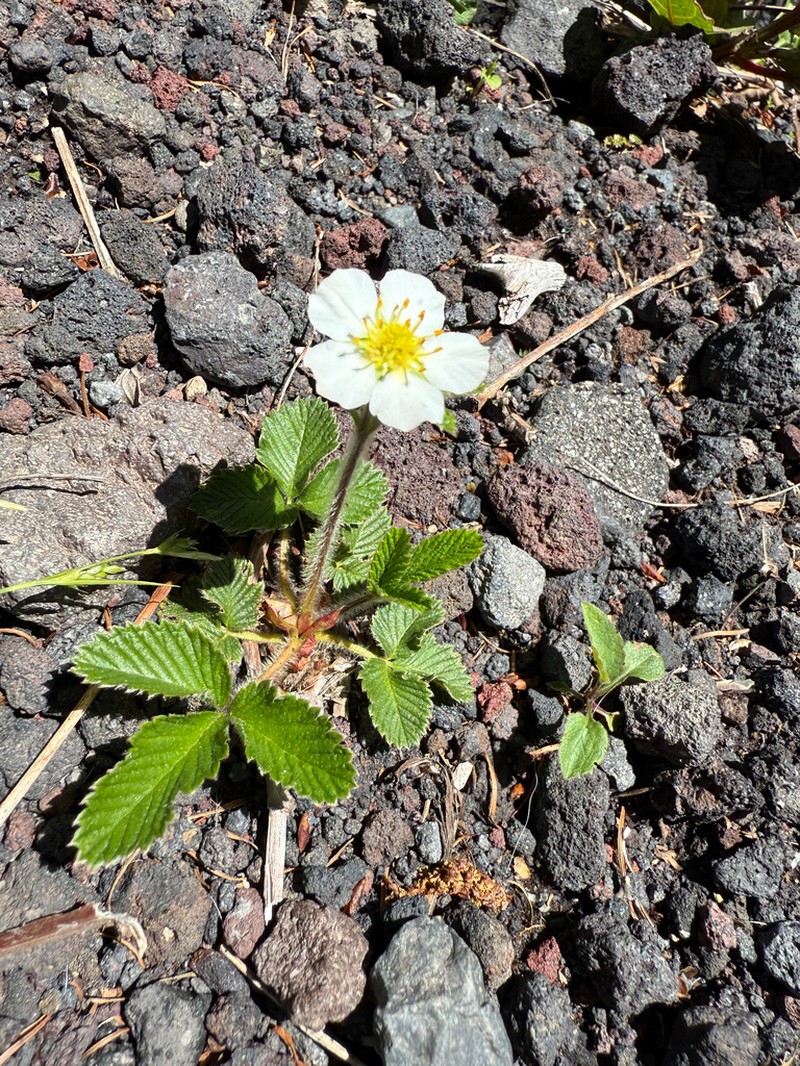 Fragaria nipponica photo 4