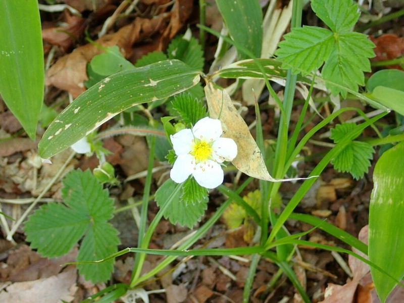 Fragaria nipponica photo 5