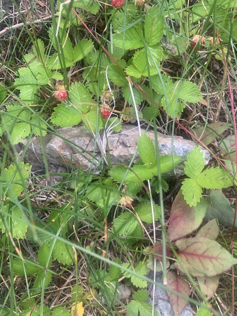 Fragaria nipponica photo 6