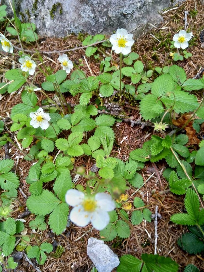 Fragaria nipponica photo 7