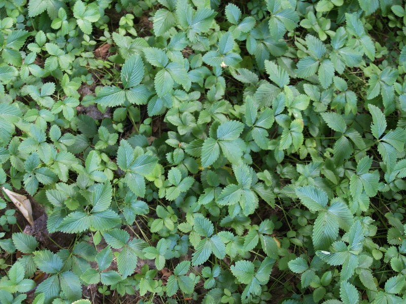 Fragaria nipponica subsp. nipponica