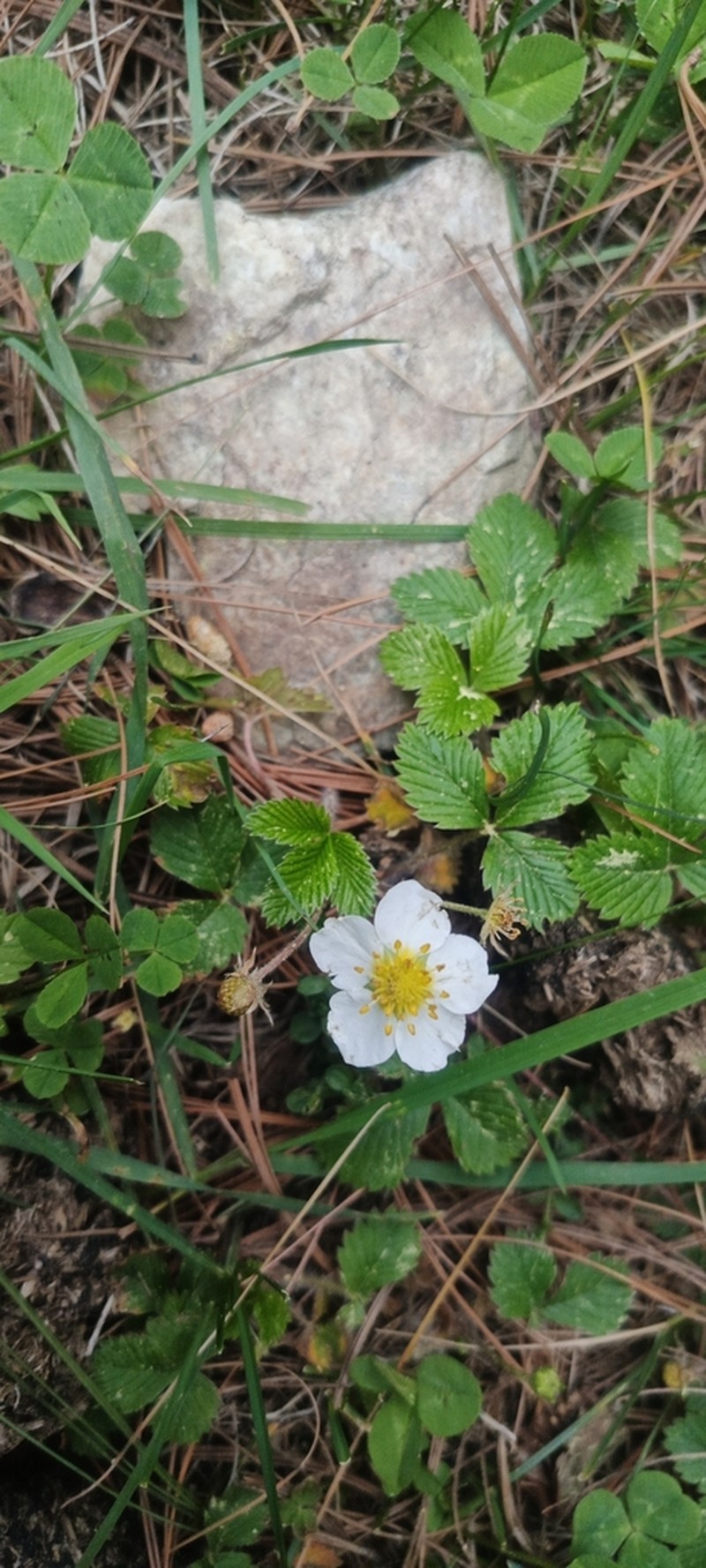 Fragaria nubicola