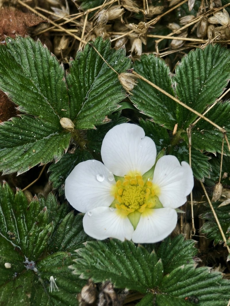 Fragaria nubicola photo 2
