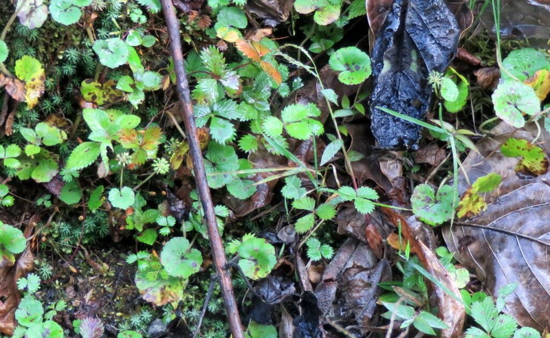 Fragaria nubicola photo 3