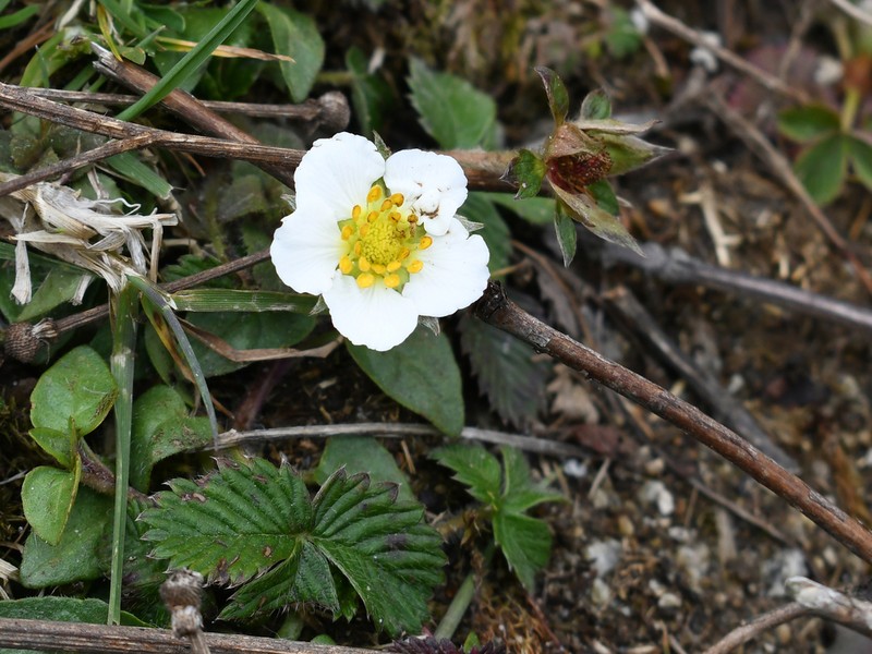 Fragaria nubicola photo 4