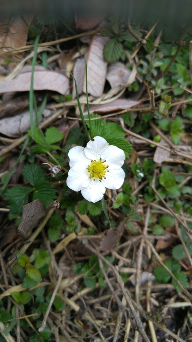 Fragaria nubicola photo 5
