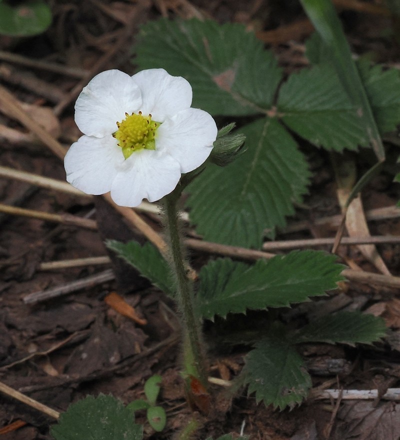 Fragaria nubicola photo 6