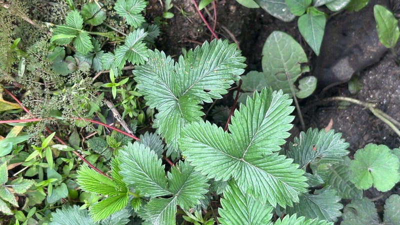 Fragaria nubicola photo 7