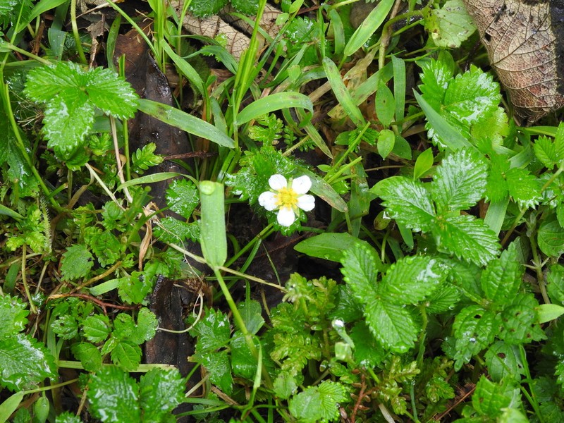 Fragaria nubicola photo 8