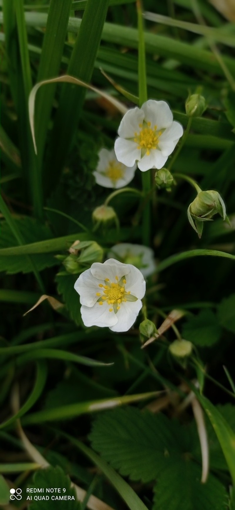 Fragaria orientalis photo 2