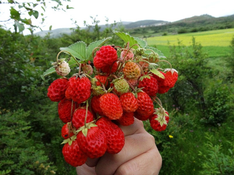 Fragaria orientalis photo 3