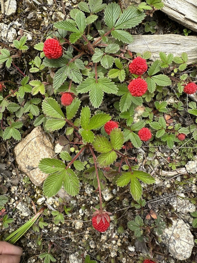 Fragaria orientalis photo 4