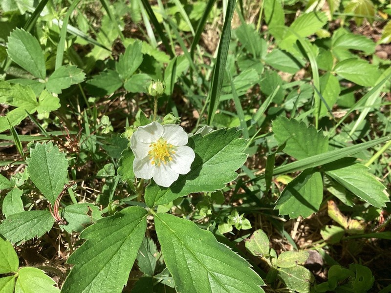 Fragaria orientalis photo 5