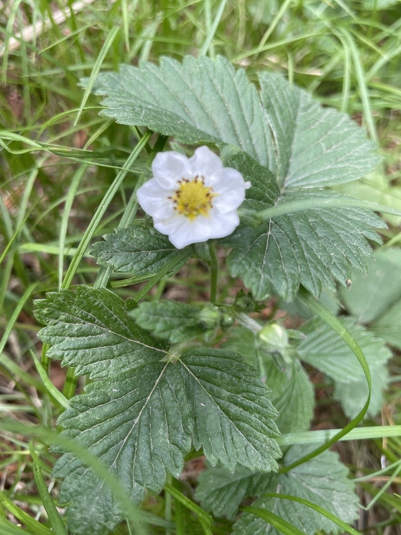 Fragaria orientalis photo 6