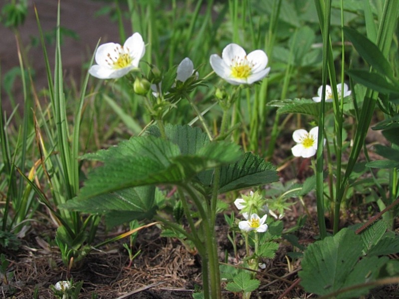 Fragaria orientalis photo 7