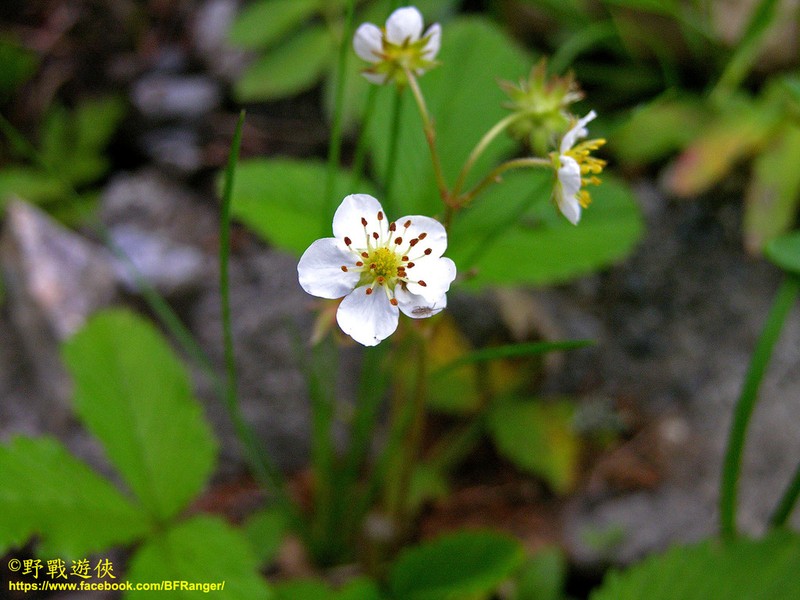 Fragaria pentaphylla photo 2