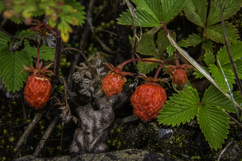 Fragaria pentaphylla photo 3