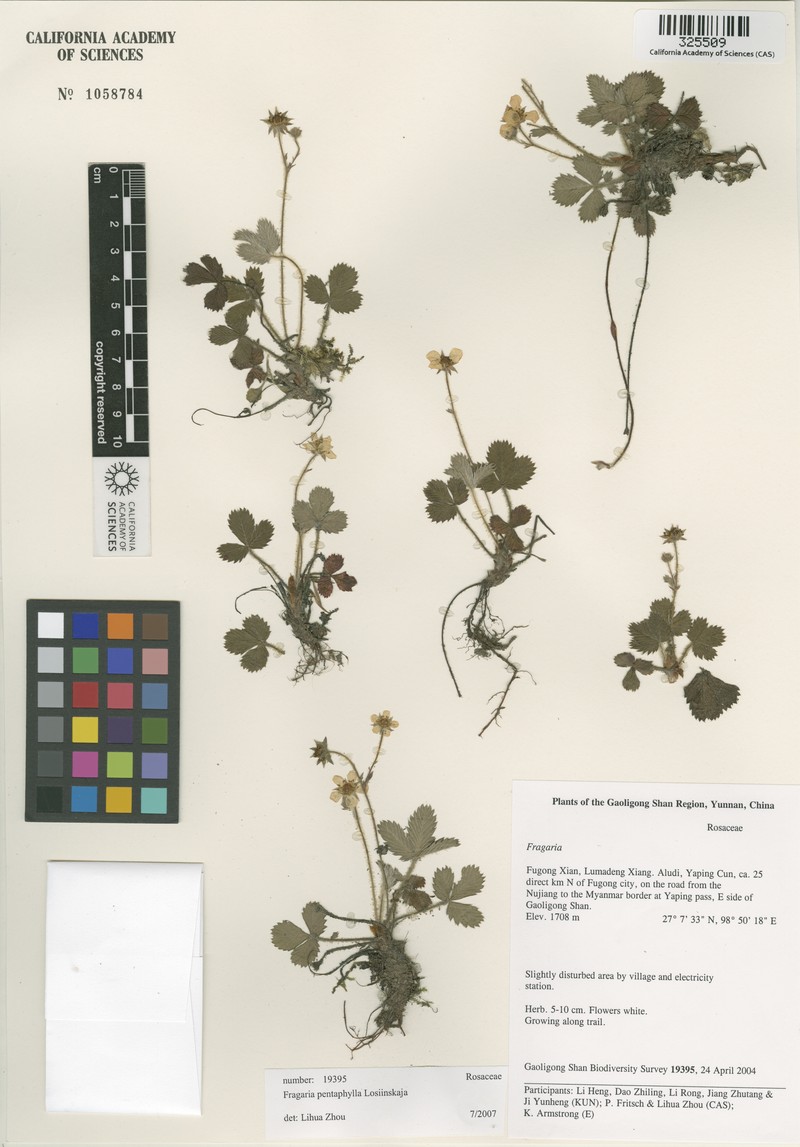 Fragaria pentaphylla photo 4