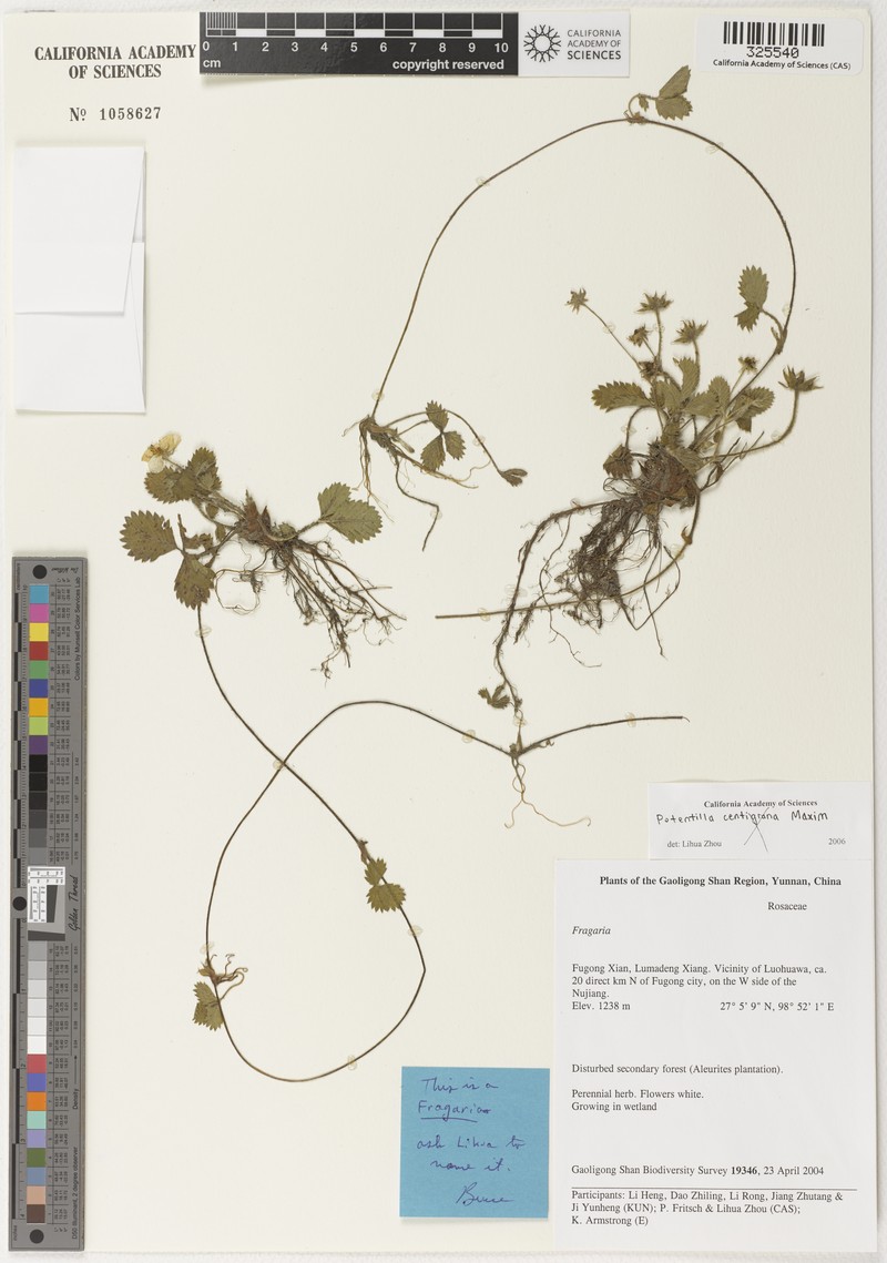 Fragaria pentaphylla photo 5