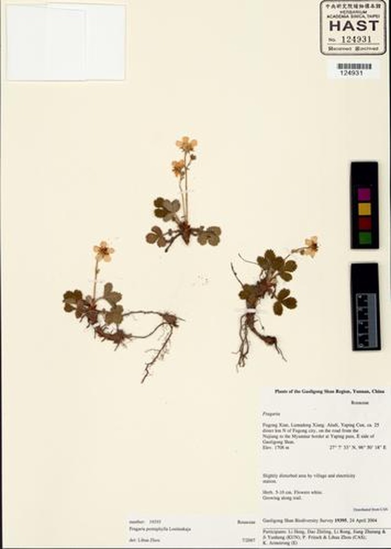 Fragaria pentaphylla photo 6