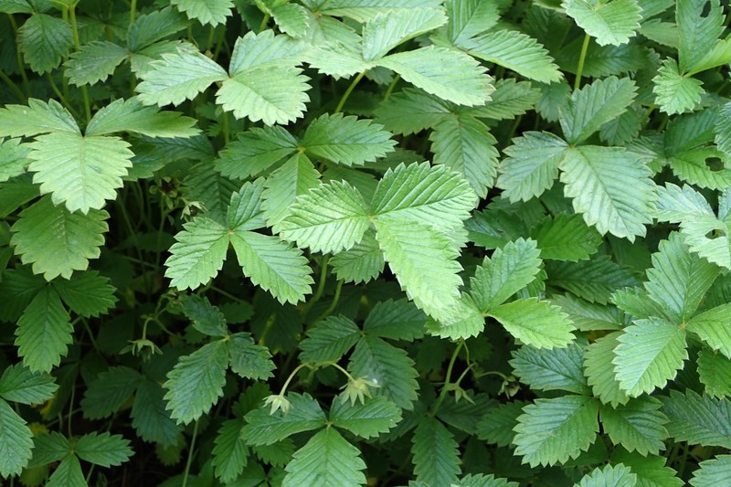 Fragaria tibetica