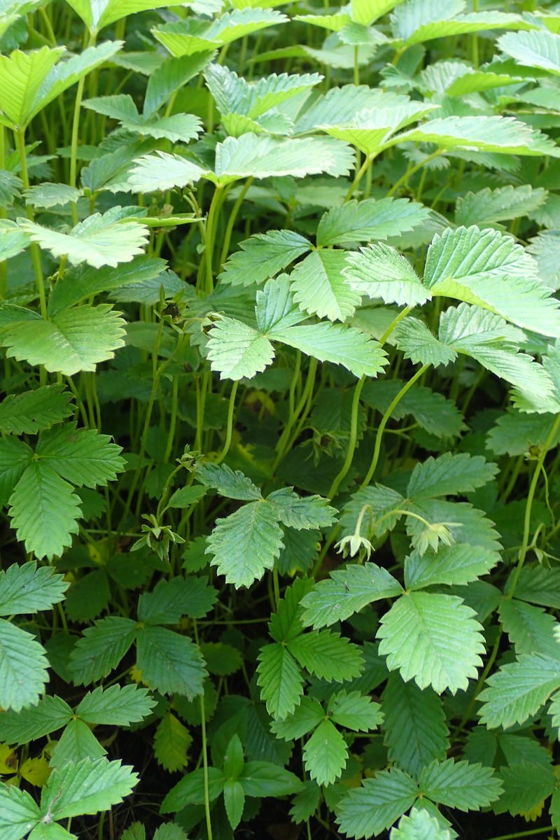Fragaria tibetica photo 2