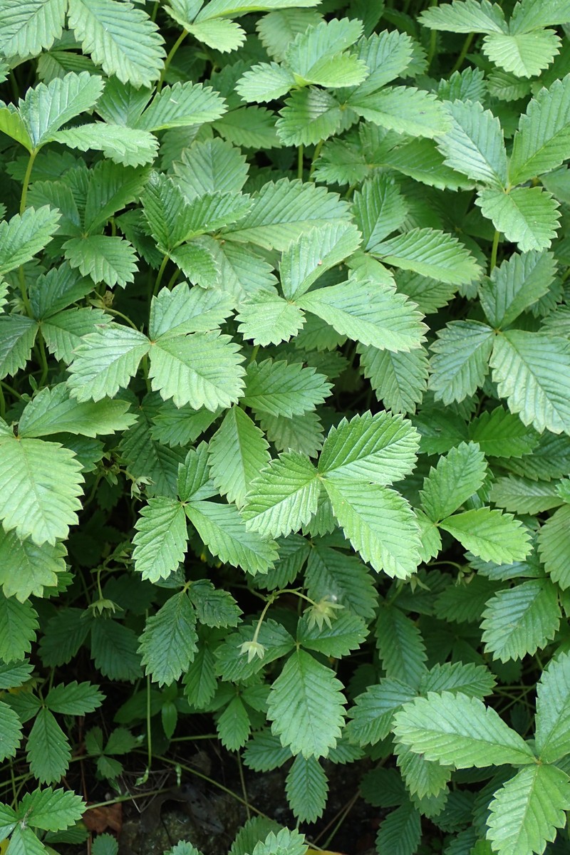 Fragaria tibetica photo 3