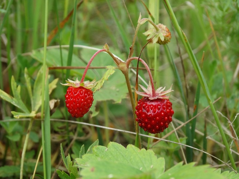 Woodland Strawberry