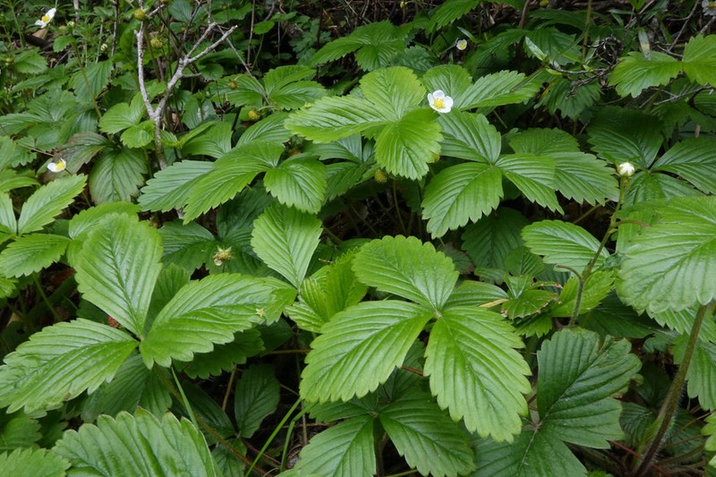 Woodland Strawberry photo 2