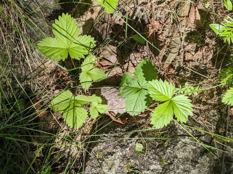 Woodland Strawberry photo 3