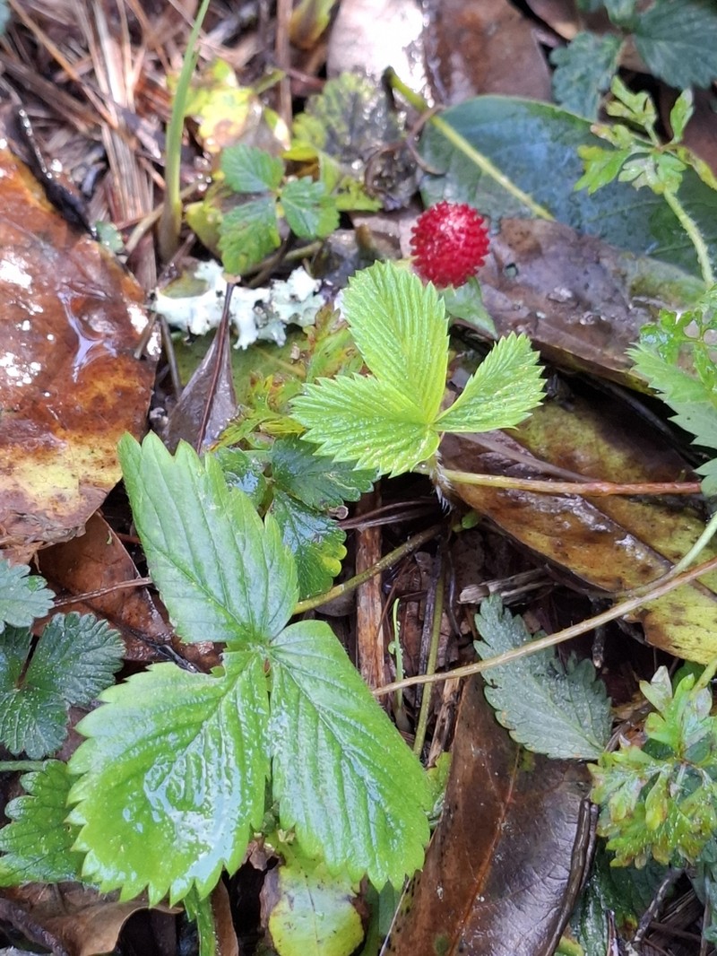 Woodland Strawberry photo 4