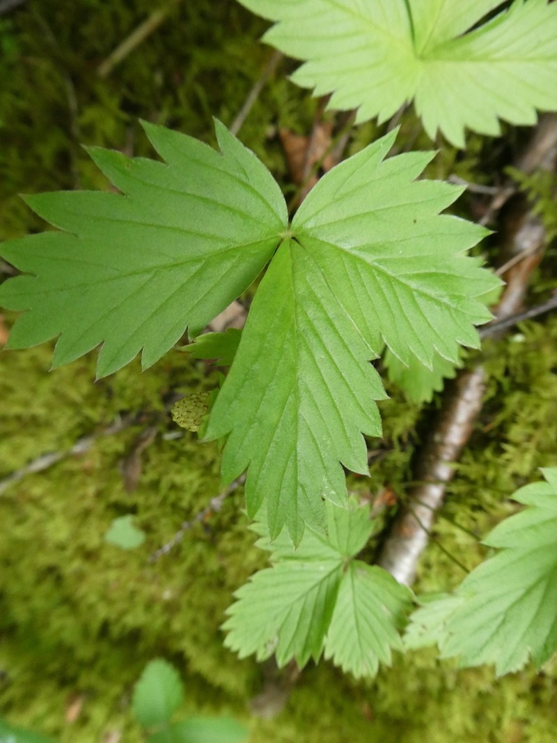 Woodland Strawberry photo 5