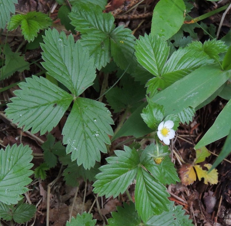 Woodland Strawberry photo 6