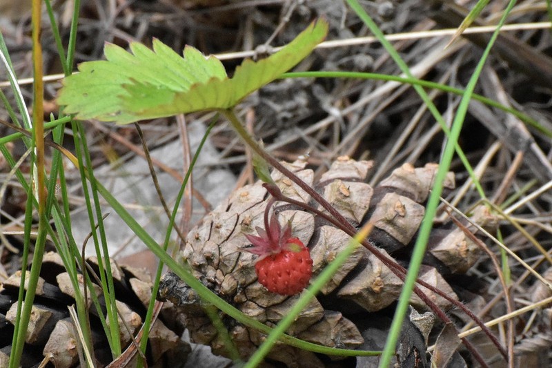 Woodland Strawberry photo 7