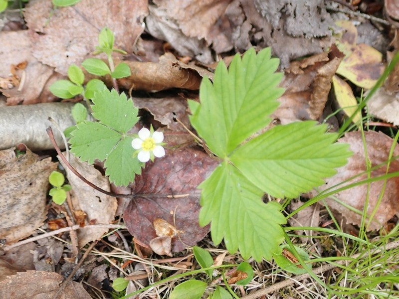 Woodland Strawberry photo 8