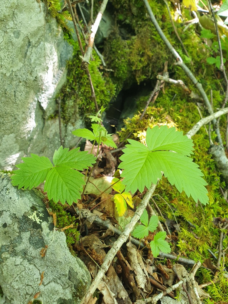 Fragaria vesca subsp. americana