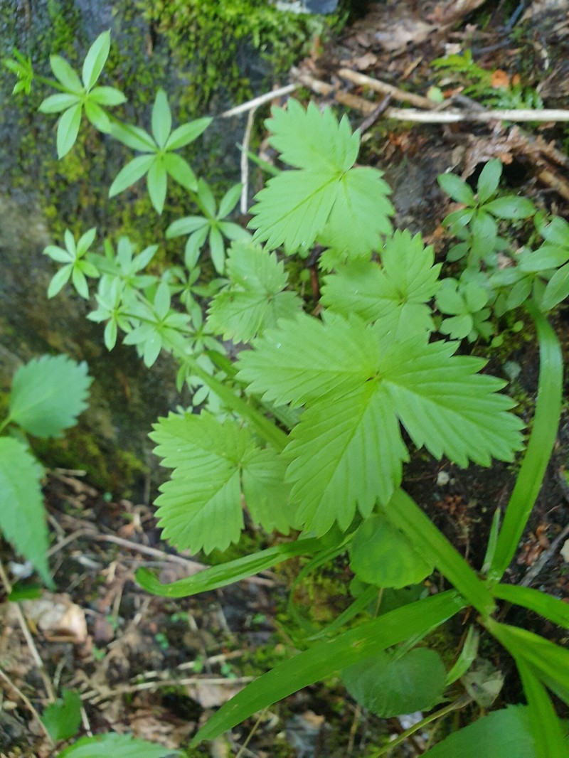 Fragaria vesca subsp. americana photo 2