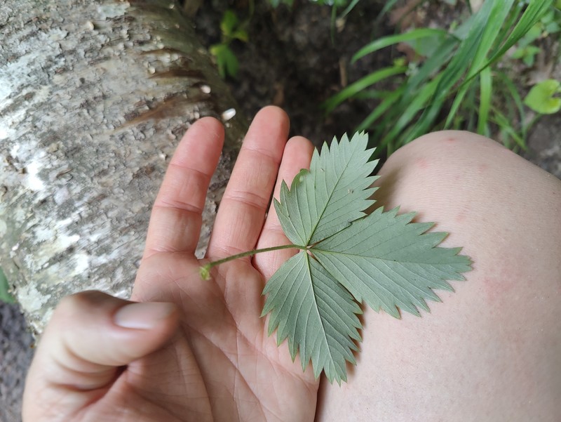 Fragaria vesca subsp. americana photo 3