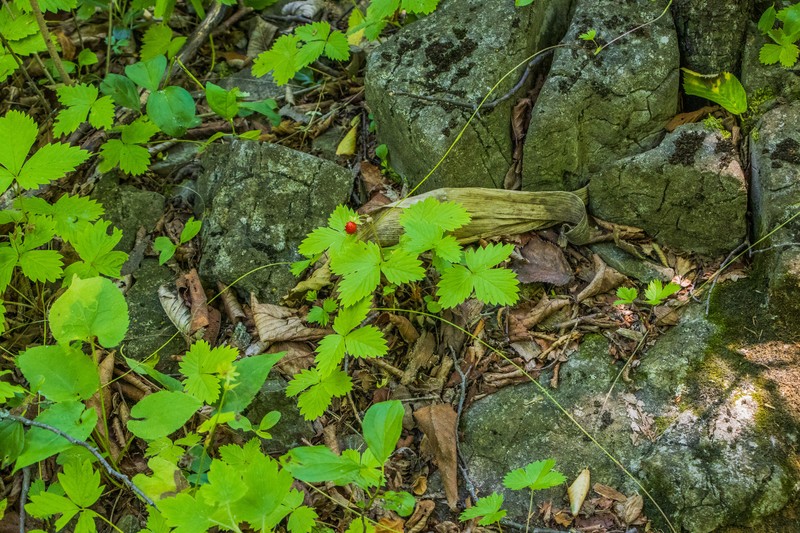 Fragaria vesca subsp. americana photo 4