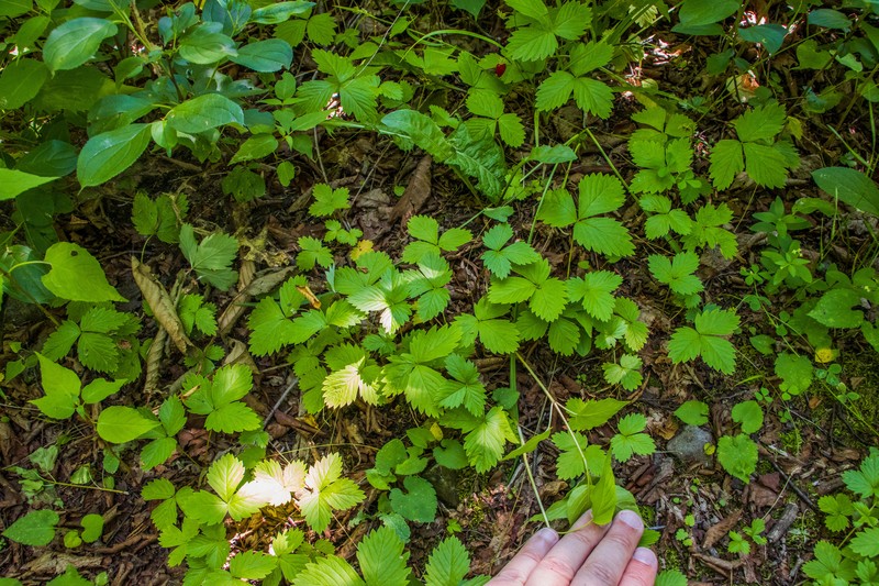Fragaria vesca subsp. americana photo 5