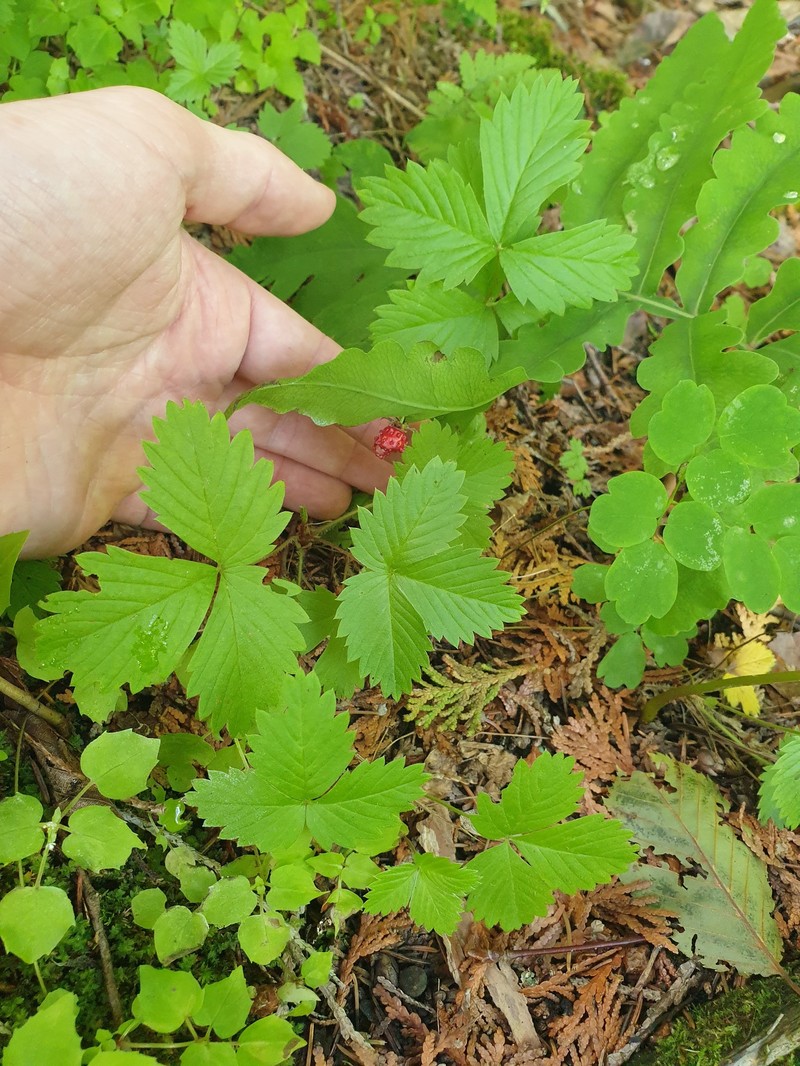 Fragaria vesca subsp. americana photo 6