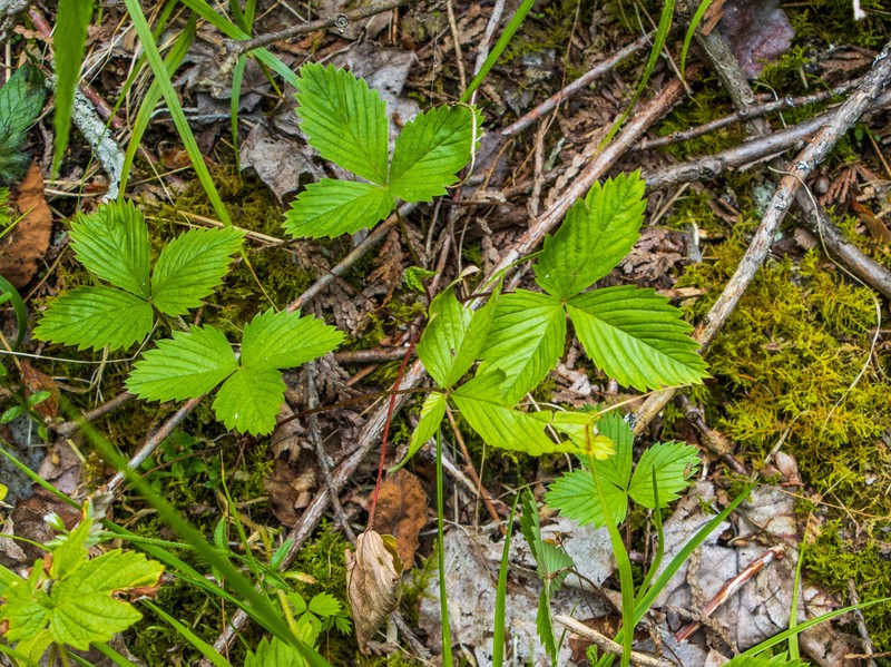 Fragaria vesca subsp. americana photo 7
